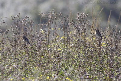 Paapje / Whinchat