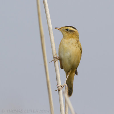 Waterrietzanger / Aquatic Warbler