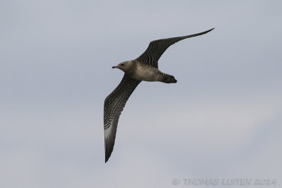 Kleinste Jager / Long-tailed Skua