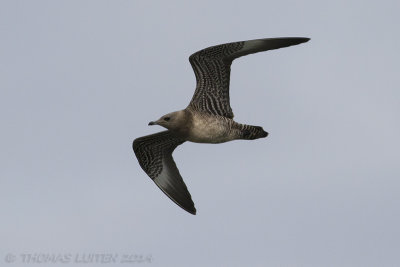 Kleinste Jager / Long-tailed Skua