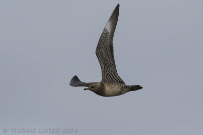 Kleinste Jager / Long-tailed Skua