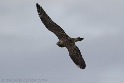 Kleinste Jager / Long-tailed Skua