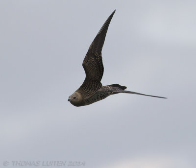 Kleinste Jager / Long-tailed Skua