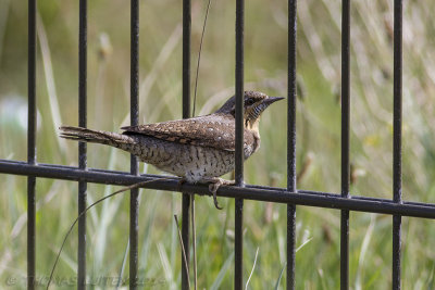 Draaihals / Wryneck