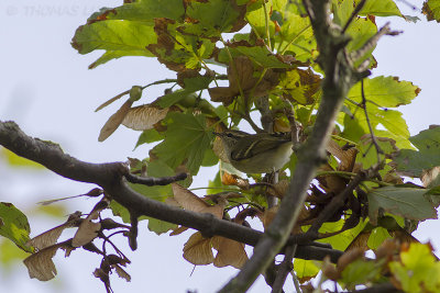 Bladkoning / Yellow-browed Warbler