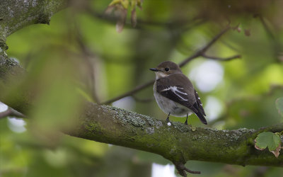 Bonte Vliegenvanger / European Pied Flycatcher