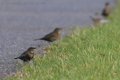 Beflijster / Ring Ouzel