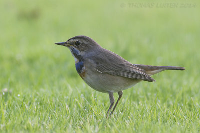 Blauwborst / Bluethroat