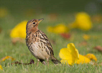 Roodkeelpieper / Red-throated Pipit