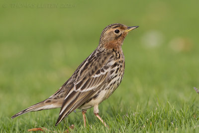 Roodkeelpieper / Red-throated Pipit