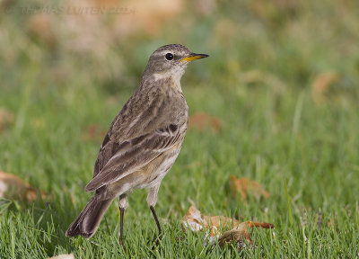 Waterpieper / Water Pipit