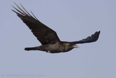 Bruinnekraaf / Brown-necked Raven