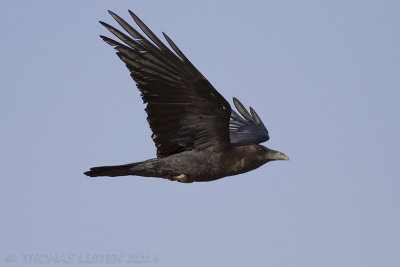 Bruinnekraaf / Brown-necked Raven