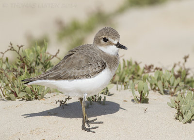 Woestijnplevier / Greater Sand Plover