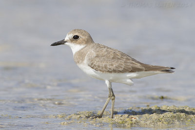 Woestijnplevier / Greater Sand Plover