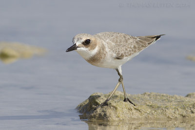 Woestijnplevier / Greater Sand Plover