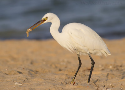 Westelijke Rifreiger / Western Reef Heron