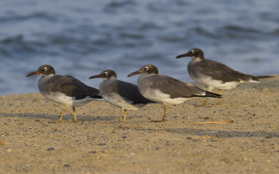 Witoogmeeuw / White-Eyed Gull