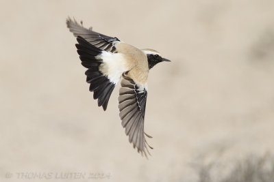 Woestijntapuit (Oenanthe deserti)