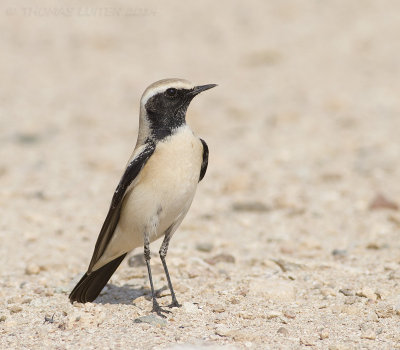 Woestijntapuit / Desert Wheatear