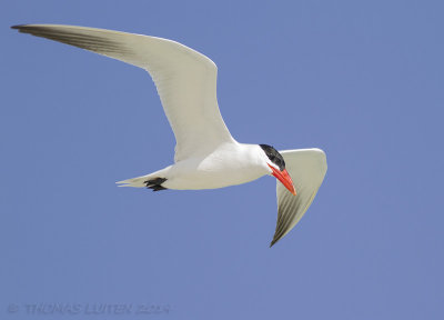 Reuzenstern / Caspian Tern