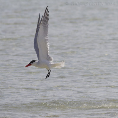 Reuzenstern / Caspian Tern