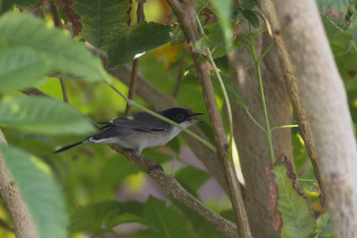 Kleine Zwartkop / Sardinian Warbler