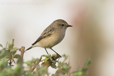 Aziatische Roodborsttapuit (Saxicola maurus)