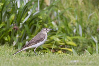 Gele Kwikstaart (Motacilla flava)