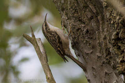 Boomkruiper (Certhia brachydactyla)