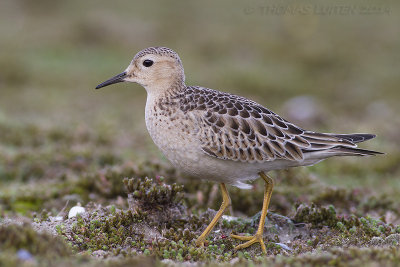 Blonde Ruiter / Buff-breasted Sandpiper