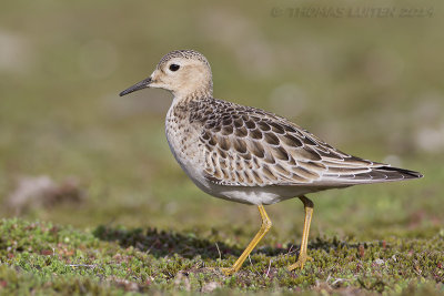 Blonde Ruiter / Buff-breasted Sandpiper