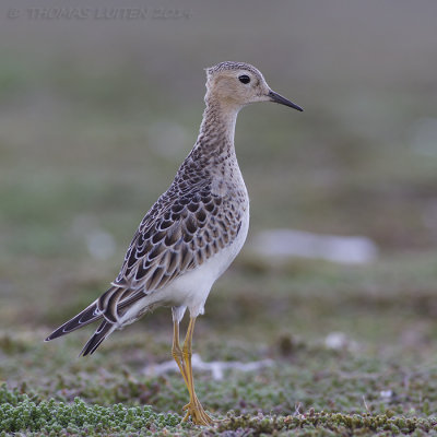 Blonde Ruiter / Buff-breasted Sandpiper