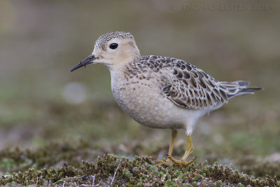 Blonde Ruiter / Buff-breasted Sandpiper