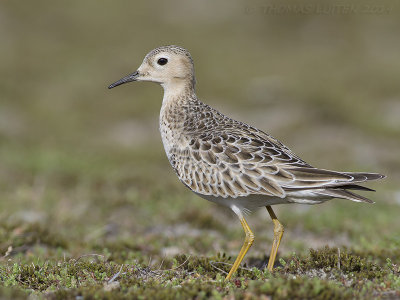 Blonde Ruiter / Buff-breasted Sandpiper