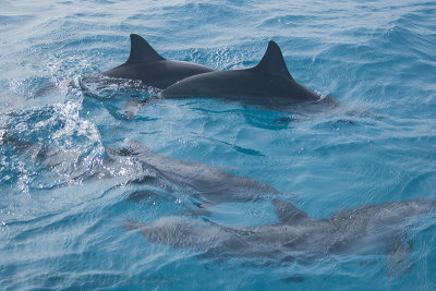 Spinnerdolfijn / Spinner dolphin