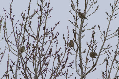 Grauwe Gors / Corn Bunting