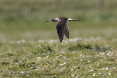 Kleine Geelpootruiter / Lesser Yellowlegs