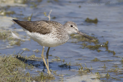 Groenpootruiter / Common Greenshank