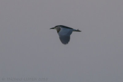 Kwak / Night Heron