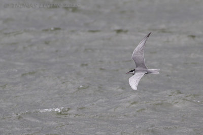 Witwangstern / Whiskered Tern