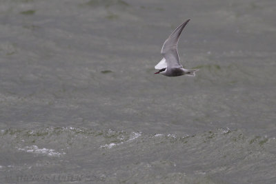 Witwangstern / Whiskered Tern