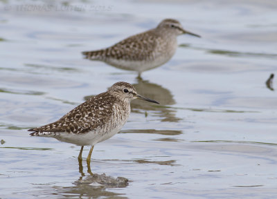 Bosruiter / Wood Sandpiper