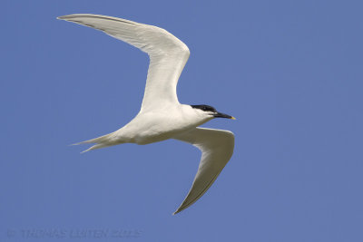 Grote Stern / Sandwich Tern