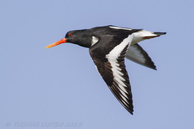 Scholekster (Haematopus ostralegus)