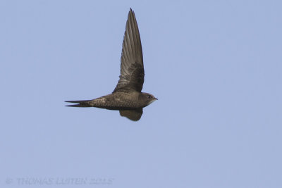 Gierzwaluw / Common Swift