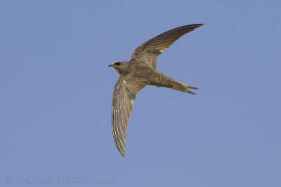 Vale Gierzwaluw / Pallid Swift