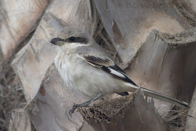 Donkere Woestijnklapekster / Southern Grey Shrike