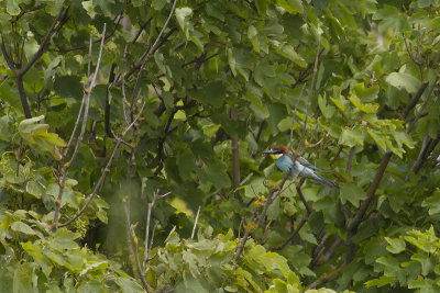 Bijeneter / European Bee-eater