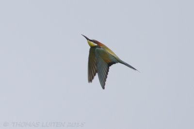 Bijeneter / European Bee-eater